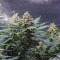 Hawaii Maui Waui (Nirvana Seeds) Cannabis-Samen zu verkaufen