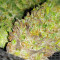 Durban Poison (Dutch Passion) Cannabis-Samen zu verkaufen