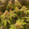 GG#4 Original Glue Cannabis-Samen Kaufen