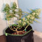 Blue Cheese Cannabis-Samen Kaufen