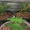 Gelato Auto Cannabis-Samen Kaufen