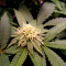 Mimosa EVO (Barney's Farm) Cannabis-Samen zu verkaufen