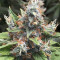Acapulco Gold feminisiertes Saatgut (Barney's Farm)