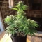 Amnesia Haze Auto Samen feminisiert (Barney's Farm)
