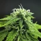 Apple Betty Samen feminisiert (Herbies Seeds)