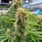 Auto Northern Lights XXL (00 Seeds)