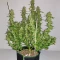 Brain's Escape (K.C. Brains Seeds) Cannabis-Samen