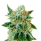 Bubblegum Auto (Barney's Farm)