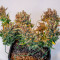 Gelato Auto feminisierte Samen (Fast Buds)