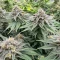 Granny Candy feminisierte Samen (Humboldt Seed Company)