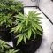 Mandarin Cookies (00 Seeds)