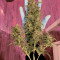 Monkey GG#4 Original Glue (Growers Choice) Cannabis-Samen