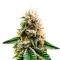 Mouth Wash (Humboldt Seeds Organization)