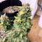 Original Auto Sour Diesel (Fast Buds) Cannabis-Samen