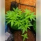 Permanent Marker (Blimburn Seeds)