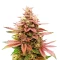 Pink Banana Runtz (Dutch Passion)