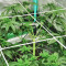 Watermelon Z Samen feminisiert (Barney's Farm)