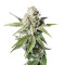 White Widow (GHS) Cannabis-Samen