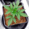 Ztrawberriez Auto feminisierte Samen (Fast Buds)