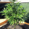 501st OG Regular (Rare Dankness Seeds) Cannabis-Samen