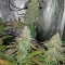 Acid Dough (Ripper Seeds) Cannabis-Samen