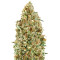Auto Kaya 47 (Advanced Seeds) Cannabis-Samen