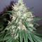Bruce Banner strain