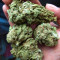 Crazy Mouse Cheese (Kera Seeds)