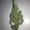Dr. Grinspoon (Barney's Farm) Cannabis-Samen