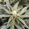 King's Banner regular (Dark Horse Genetics) Cannabis-Samen