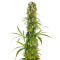 Michka (Sensi Seeds) Cannabis-Samen