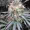 Nepal Kush (Flying Dutchmen) Cannabis-Samen