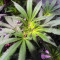 OG Kush CBD (Dinafem Seeds) Cannabis-Samen