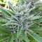 Ruderalis Skunk regular (Sensi Seeds) Cannabis-Samen