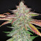 Strawberry Nuggets Auto (Mephisto Genetics) Cannabis-Samen