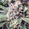 Strawberry Nuggets Auto (Mephisto Genetics) Cannabis-Samen