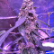 Super Auto Lemon Haze (Original Sensible Seeds) Cannabis-Samen