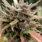 Titan's Haze regular (Flying Dutchmen) Cannabis-Samen