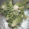 Triangle Kush Auto (Mephisto Genetics) Cannabis-Samen