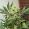 Original Afghan Kush Auto feminisiertes Saatgut (Fast Buds)