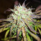 Auto Gelato (Female Seeds) Cannabis-Samen