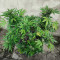 Auto Gelato (Female Seeds) Cannabis-Samen