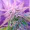 Berry Bomb Auto (Bomb Seeds) Cannabis-Samen