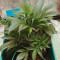 Auto Critical Orange Punch Feminized (Dutch Passion)