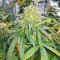 Dozy Doz feminisierte Samen (AlphaFem Seeds)