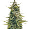 G13 Haze (Barney's Farm) Cannabis-Samen