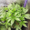 Grandmommy Purple Auto-Samen (Herbies Seeds)