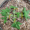 Ice Bomb (Bomb Seeds) Cannabis-Samen
