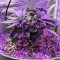 Jack’s Dream Samen feminisiert (Green House Seeds)