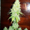 La Diva Auto (Delicious Seeds) Cannabis-Samen
